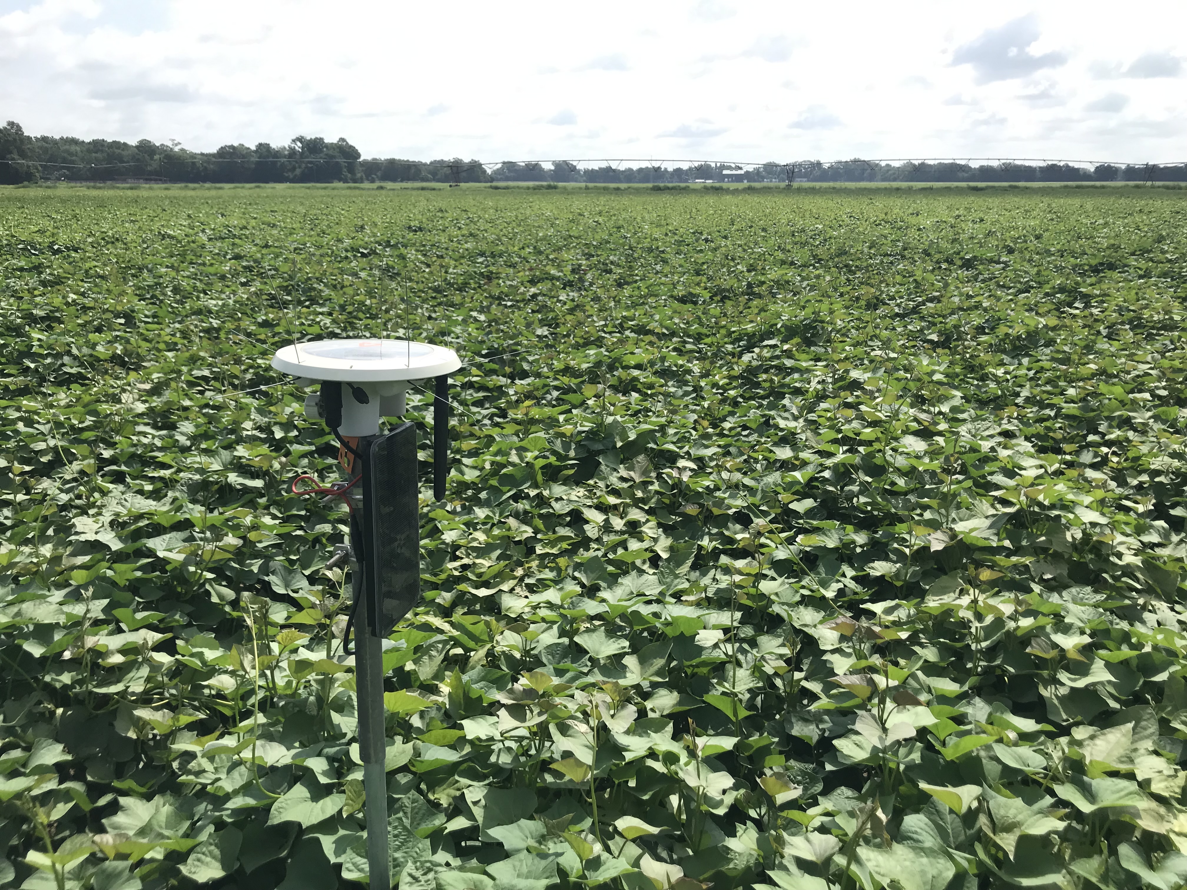 Next-Generation Wireless Soil Moisture Sensors for Enhanced Water Use Efficiency and Sustainable Yields in Sweet Potato Production 